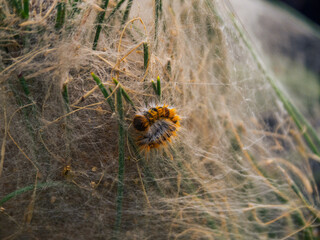 Fototapeta premium Hairy caterpillar creating silk web nest on pine needles