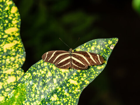 Zebra longwing butterfly resting on a green leaf