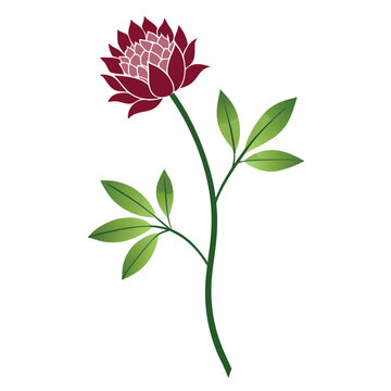 astrantia maxima flower on white background