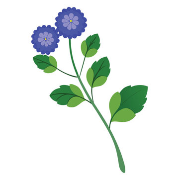 ageratum blue danube flower on white background