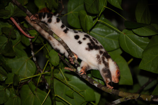 albino cuscus