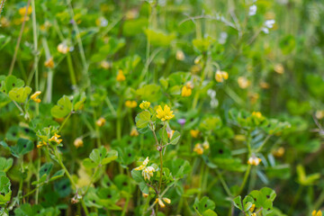 Fototapeta premium Small yellow wildflower in green meadow with soft blurred background natural spring close up