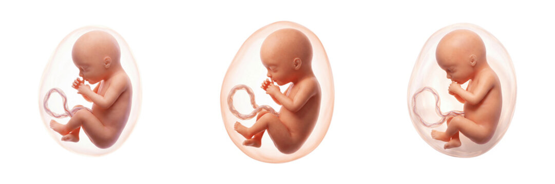 Human fetus development stages in womb isolated on transparent background.PNG