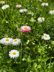 Bellis perennis lawn daisy flowers in the grass. © OLENA LIALINA
