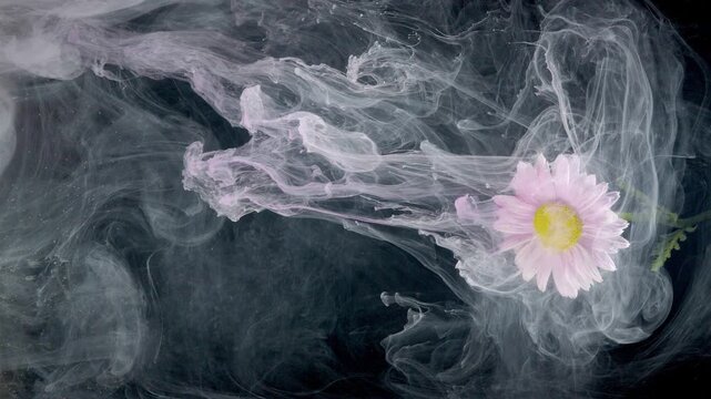 Pink daisy drifting through swirling smoke, delicate petals tinged pastel yellow center, ink diffusion curling in dark water, serene artistic macro