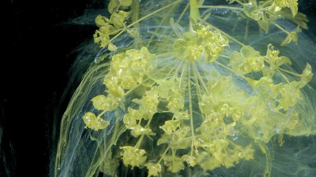 Yellow umbel halo surrounded by ink veil, tiny flowers arranged like fireworks, studio macro capturing luminous edges and intricate filament patterns