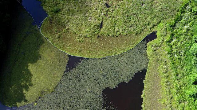 aerial view of the oxbow lake in Borneo jungle, Malaysia with water lily, reeds and willow. A small boat crosses the aquatic plants
