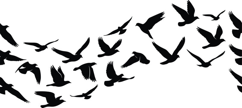 Flying birds silhouette flock isolated on white background dynamic wildlife motion freedom concept vector illustration