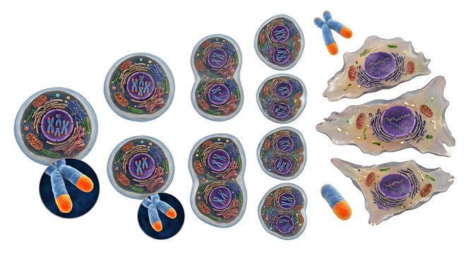 3D Visualization of the Hayflick Limit: Cell Division, Telomere Shortening, and Cellular Senescence