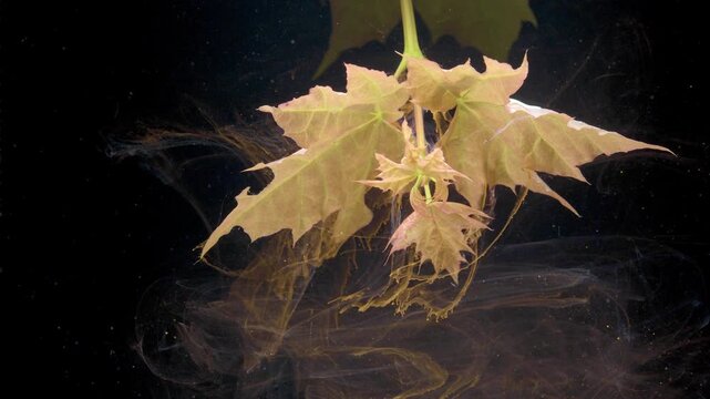 Maple leaf submerged in dark water with amber pigment, slowmotion ballet of decaying veins and sediment swirl, moody seasonal still life for nature