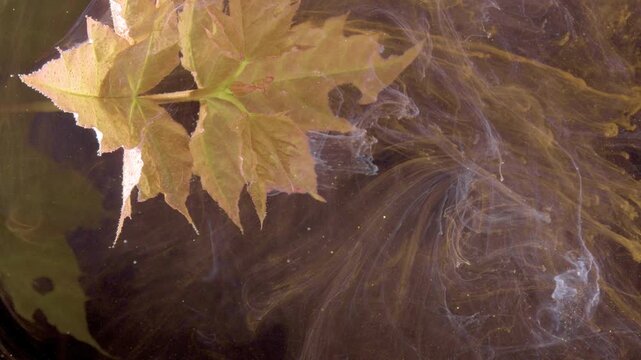 Maple leaf drifting in smoky ink currents, seasonal filmmaker composes warm amber swirls and translucent veils around foliage for atmospheric motion