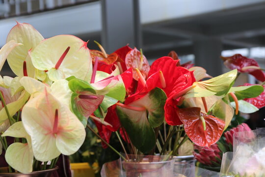 Gros plan sur des fleurs d'anthurium rouges et cr&egrave;mes chez un fleuriste &agrave; Porto