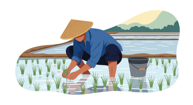 Asian farmer wearing a traditional conical hat planting young green rice seedlings in a flooded paddy field landscape.