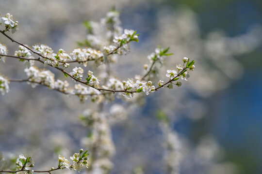 Calm blossom branches for mindfulness, meditative composition, muted palette, soft focus giving tranquil retreat feeling, suitable for wellness and selfcare campaigns