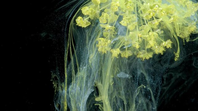 Yellow umbel blossom falling into ink, cloudlike tendrils and pollen clusters suspended in greenish fluid, dramatic black studio backdrop
