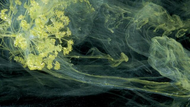 Yellow umbel drifting through teal ink currents across dark void, cinematic slow motion of swirling flow, ambient botanical motion ideal for visual