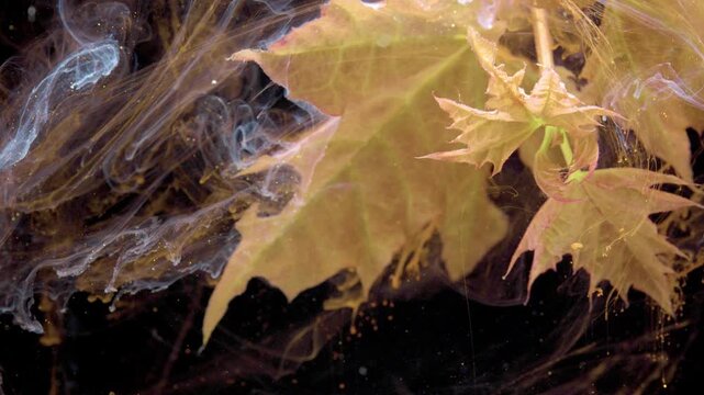 Golden maple leaf immersed in ink water, studio artist captures autumnal foliage drifting through warm brown swirls and milky currents, textured close