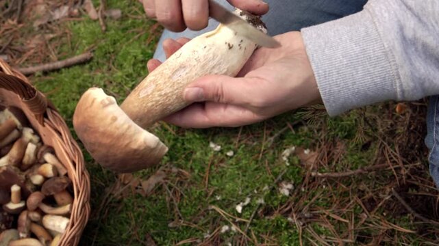 Person cleaning wild king bolete or porcini mushroom with a knife in the forest
