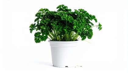 Fototapeta premium fresh herbs in a pot