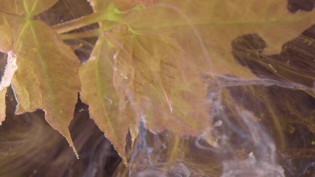 Rustcolored maple leaf submerged amid soft translucent veil of pigment, subtle currents lift edges and reveal sediment patterns, cinematic quiet mood