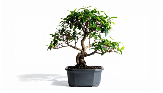 bonsai tree isolated on white