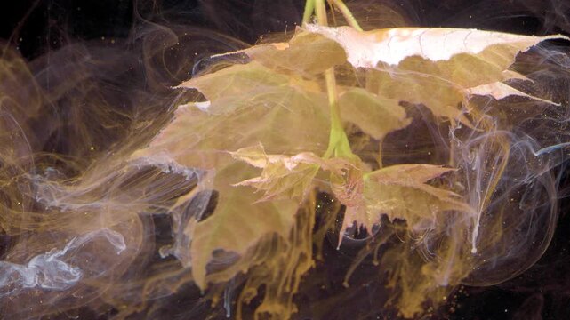 Golden maple leaf floating through amber ink currents, environmental artist frames textured veins and soft smoke trails to evoke seasonal