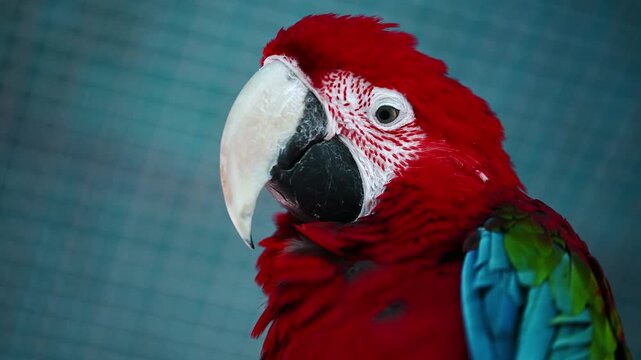 Close up portrait of vibrant red-and-green macaw (ara chloropterus), exotic tropical parrot representing biodiversity, wildlife conservation and animal intelligence in sanctuary, South American fauna