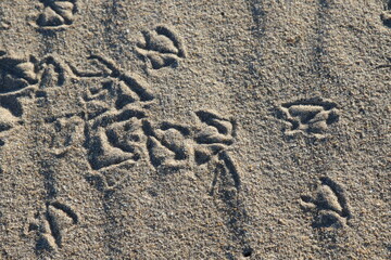 Traces de mouette sur la plage en gros plan © Joachim Martin