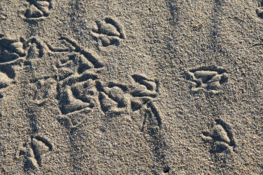 Traces de mouette sur la plage en gros plan