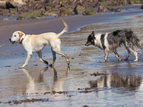 Dogs walking on the beach with a ball in their mouth