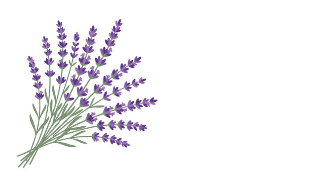A minimalist graphic design featuring a tight bouquet of purple lavender sprigs clustered on the left side of a clean white background with generous negative space.