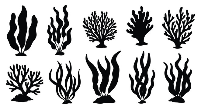 Coral reef plants and seaweed silhouettes high quality