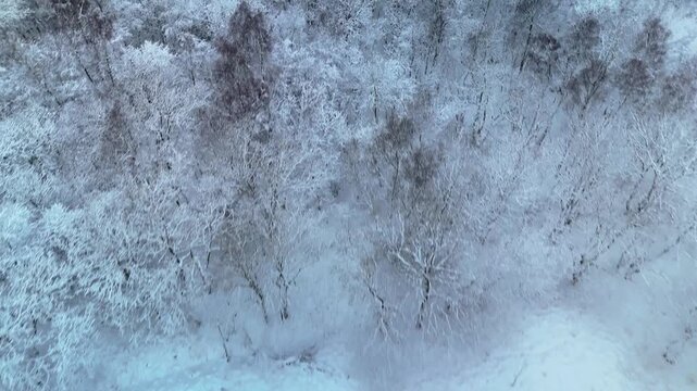 Cinematic 4K 10-bit drone footage flying above snowy trees and winter forest in the Netherlands during an early morning. Peaceful atmosphere and beautiful aerial winter scenery perfect for stock foota
