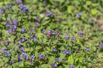 Fototapeta premium Native plant groundcover. Sustainable garden cover with low upkeep purple blooms. Replacing traditional lawn with native flowering plants for ecofriendly urban landscaping