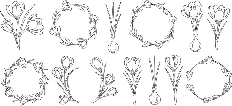 Hand drawn crocus flower vector set featuring floral wreaths elegant spring blooms botanical line art and garden elements,