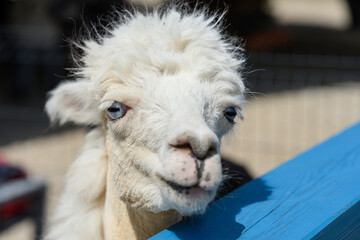 Fototapeta premium Funny white alpaca portrait with blue eyes close-up. Cute fluffy llama face looking at camera, curious animal in a petting zoo, rural farm livestock concept, animal care, nature, agriculture