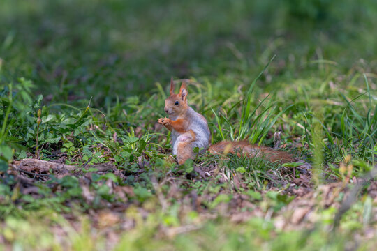 Red squirrel in dappled sunlit clearing, tufted ears highlighted, warm tones across coat, poised stance holding food, serene springtime mood with soft foreground blur