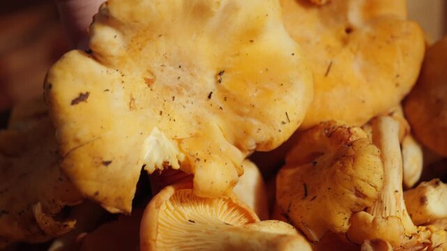 A close-up view of a pile of chanterelle mushrooms, showcasing vibrant golden-orange color and wavy caps. The fresh mushrooms are clustered together, highlighting their natural texture. High quality