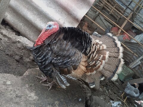 Domestic Turkey Image Meleagris gallopavo Farm Bird