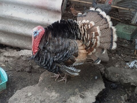 Domestic Turkey Image Meleagris gallopavo Farm Bird