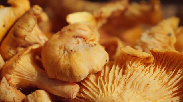 A pile of fresh chanterelle mushrooms picked from the forest. High quality 4k footage