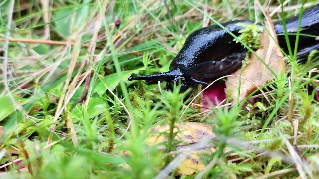 Arion ater moves slowly through dry leaves and green grass.