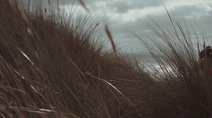 Fototapeta premium Windswept tall grass on a hillside under heavy gray clouds, moody, overcast landscape with soft light, misty air and textured, windblown vegetation conveying calm solitude