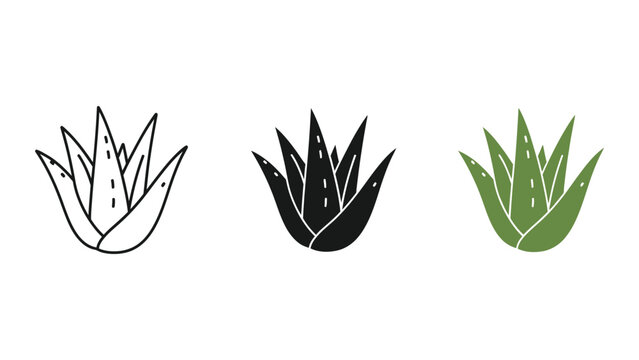 three agave plants flat design vector illustration set