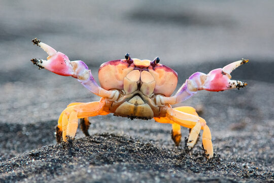 Close up of a colorful ghost crab on volcanic black sand beach in Guatemala. Exotic tropical coastal wildlife with vibrant claws and natural marine environment.