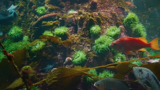 A close up shot of several colorful starfish, also known as sea stars, resting on rocks and coral in a simulated marine environment.