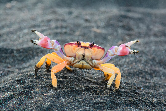 Bright colorful ghost crab standing on volcanic black sand beach in Guatemala. Tropical coastal wildlife close up with exotic marine animal and natural beach texture.