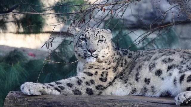 Snow leopard resting on a wooden log with a natural background of trees and foliage, showcasing its distinctive spotted fur and relaxed posture in a serene environment