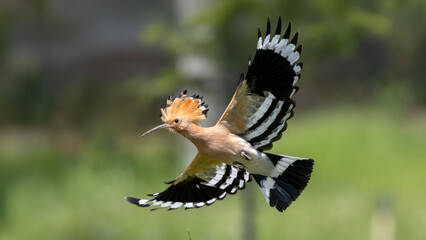 Eurasian Hoopoe captured in flight. © Mehmet