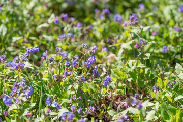 Fototapeta premium Natural garden with blooming varieties. Fresh and wild floral scenery along boundaries. Unstructured greenery flourishing at garden perimeter with blossoms scattered
